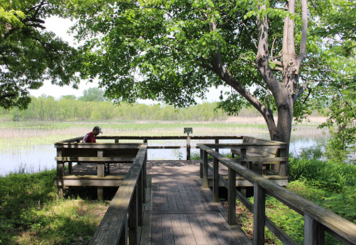 A wooden observation deck surrounded by greenery, overlooking a tranquil wetland with a person sitting quietly.