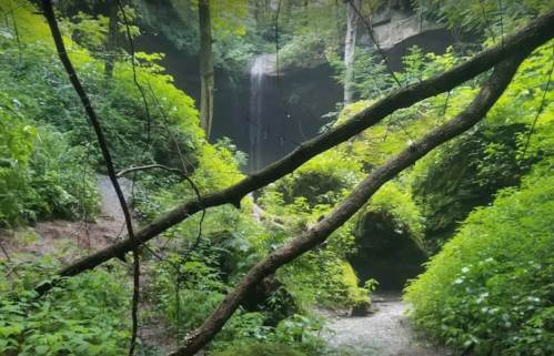 Lush green forest with dense foliage and a waterfall in the background, framed by branches and a winding path.