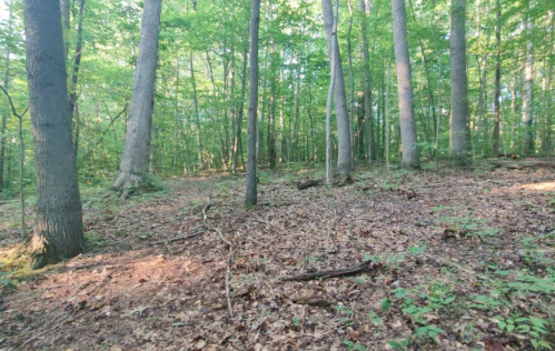A serene forest scene with tall trees and a carpet of fallen leaves on the ground. Sunlight filters through the foliage.