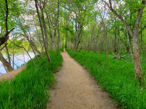 A sandy path winds through a lush green forest with trees and grass on either side, leading towards a body of water.