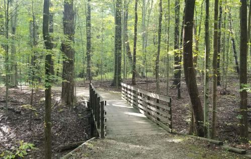 A wooden bridge crosses a path through a lush green forest with tall trees and dappled sunlight.