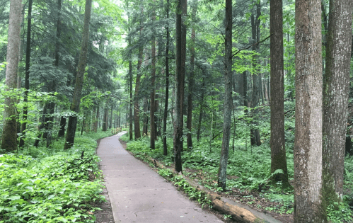 A serene forest path winding through tall trees and lush greenery.