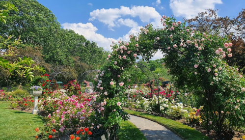 A vibrant garden filled with colorful flowers and a rose-covered arch under a blue sky with fluffy clouds.