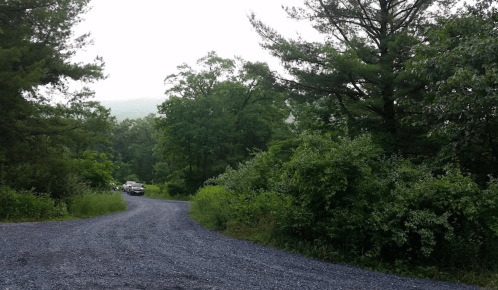 A winding gravel road surrounded by lush green trees and shrubs, with a vehicle visible in the distance.