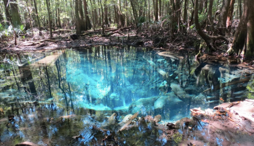 A serene, clear blue pond surrounded by lush green trees in a dense forest. Reflections create a tranquil atmosphere.