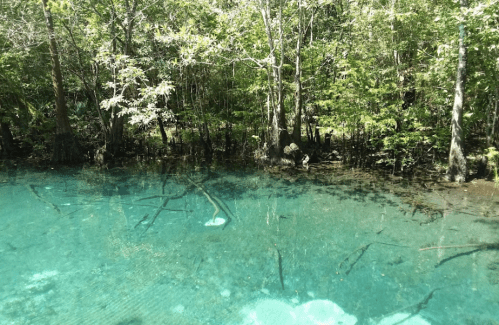 A serene, clear blue water scene surrounded by lush green trees and submerged branches.