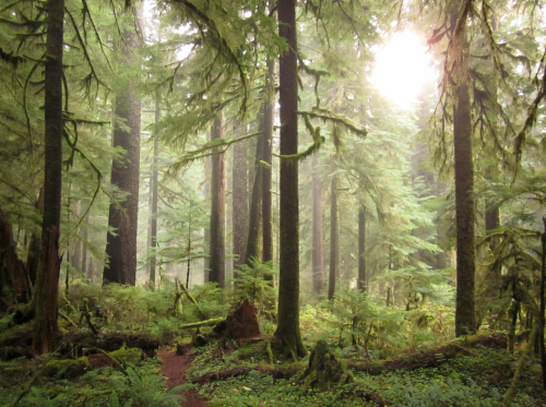 A misty forest with tall trees, lush greenery, and soft light filtering through the foliage.