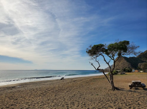 A serene beach scene with a lone tree, gentle waves, and a clear sky, inviting relaxation and tranquility.