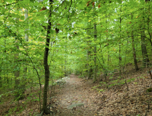 A serene forest path surrounded by lush green trees and scattered leaves on the ground.