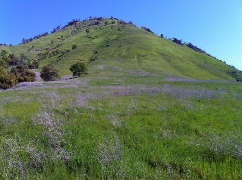 A green hillside under a clear blue sky, with patches of grass and sparse trees scattered across the landscape.