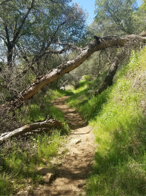 A dirt path winds through a lush green landscape, with a fallen tree arching over the trail.