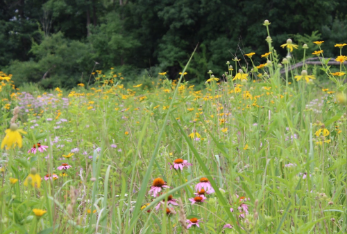 A vibrant field of wildflowers in various colors, surrounded by lush green grass and trees in the background.