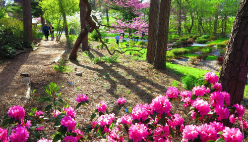 A vibrant garden scene with pink flowers, trees, and people walking along a path in a lush, green setting.