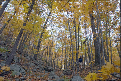 A person walks through a forest with vibrant autumn leaves and rocky terrain, surrounded by tall trees.