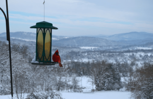 A bright red cardinal perched on a bird feeder, surrounded by a snowy landscape and distant mountains.