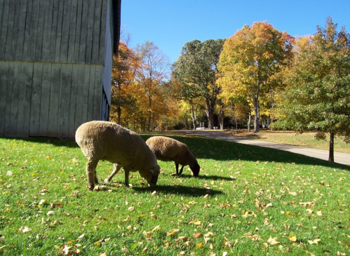 Two sheep grazing on green grass in a sunny autumn setting with colorful trees in the background.