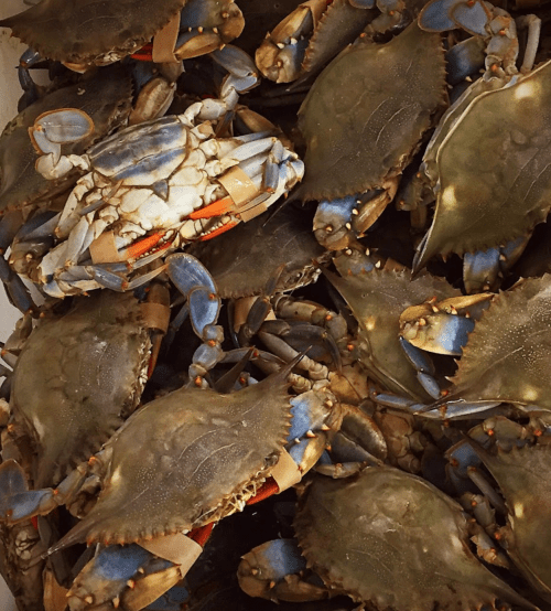A close-up of a pile of blue crabs, showcasing their shells and claws in various positions.