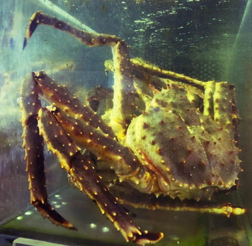 A large, spiky crab inside a glass tank, showcasing its distinctive claws and textured shell.
