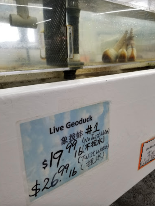 A tank displaying live geoducks with a price sign showing $19.99 for no twist water and $26.16 for twist water.