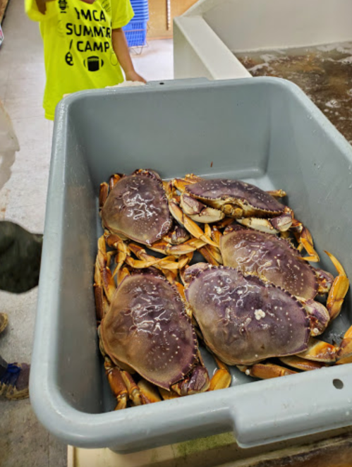 A gray plastic bin filled with several large crabs, resting on a wet surface in a seafood processing area.
