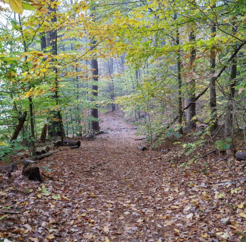 A serene forest path covered in fallen leaves, surrounded by trees with green and yellow foliage.