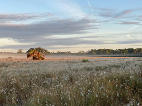 A misty landscape at dawn, featuring a field of tall grass and a lone tree against a colorful sky.
