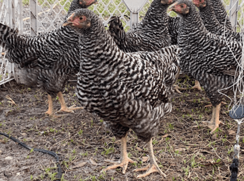 A group of striped chickens standing on the ground inside a fenced area.