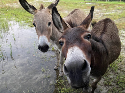 Two curious donkeys standing near a small puddle in a grassy field.