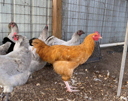 A brown chicken stands among several gray chickens in a barn setting.