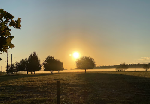 A serene sunrise over a misty field, with silhouetted trees and soft light illuminating the landscape.