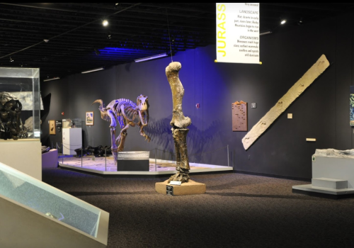 A museum exhibit featuring dinosaur skeletons and fossils displayed in a dimly lit room with informative signage.