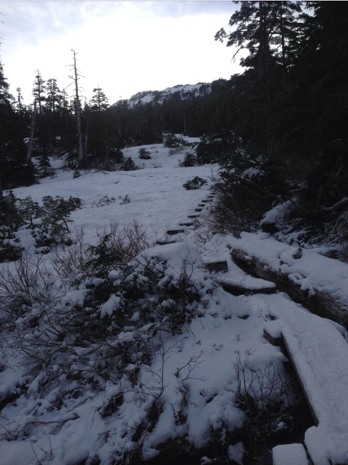 A snowy landscape with scattered trees and a path leading through the snow-covered ground.
