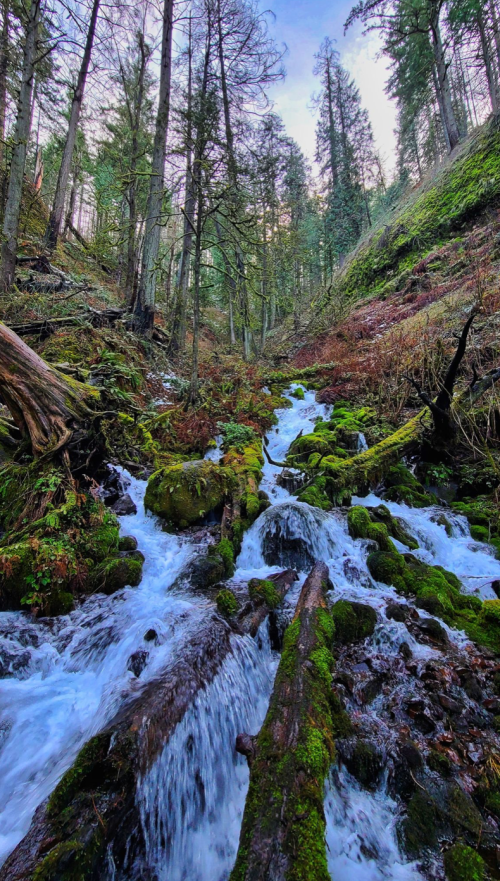 A serene forest scene with a flowing stream, moss-covered rocks, and tall trees under a soft, colorful sky.