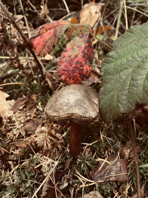 A small mushroom with a brown cap surrounded by fallen leaves and green foliage in a forest setting.