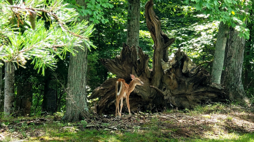 A young deer stands near a large, twisted tree stump in a lush, green forest.