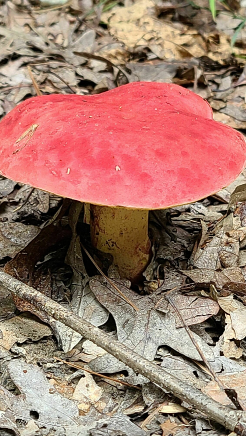 A vibrant red mushroom with a smooth cap growing among dry leaves on the forest floor.