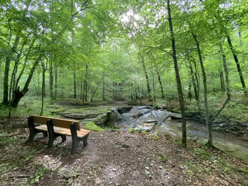 A wooden bench beside a serene stream, surrounded by lush green trees in a peaceful forest setting.