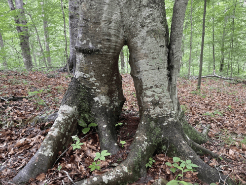 A close-up of a tree trunk with unique, gnarled roots in a lush green forest setting.