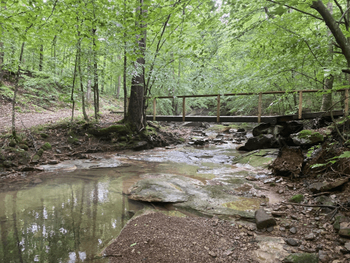 A serene forest scene featuring a wooden bridge over a clear stream, surrounded by lush green trees and rocky terrain.
