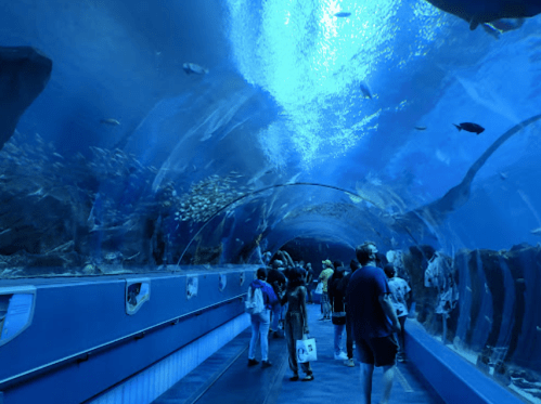 Visitors walk through an underwater tunnel at an aquarium, surrounded by colorful fish and marine life.