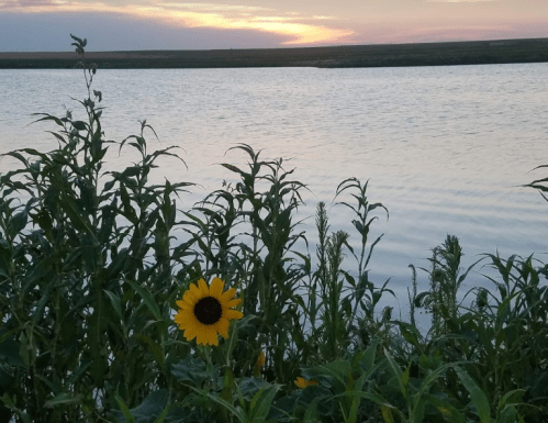A vibrant sunflower stands among tall green plants by a calm lake at sunset, with soft colors in the sky.