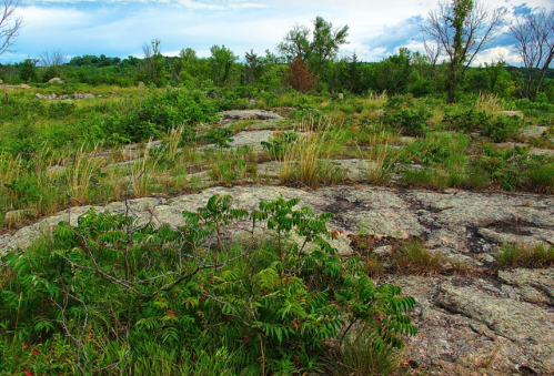 A rocky landscape with patches of grass and shrubs under a cloudy sky, surrounded by trees in the background.