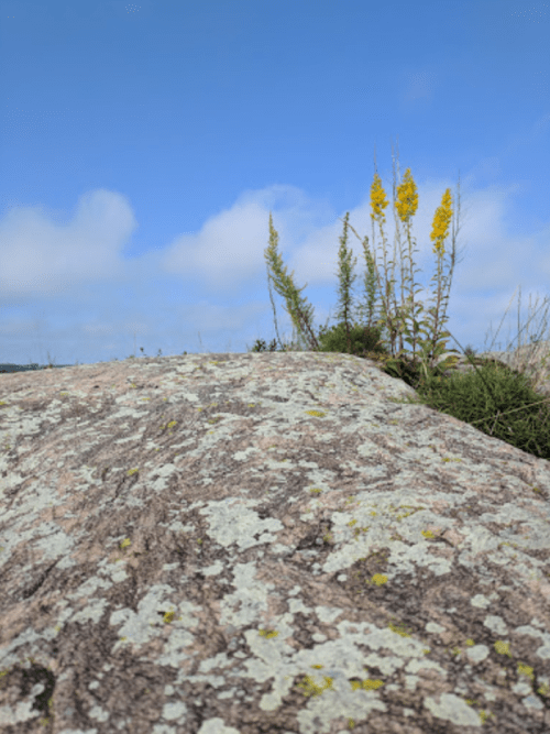 A rocky surface covered in lichen, with tall yellow flowers and green plants against a blue sky.