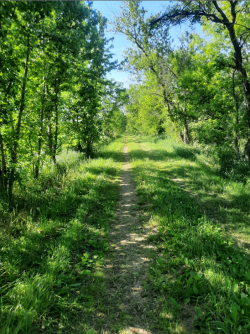 A narrow dirt path winds through a lush green forest under a clear blue sky.