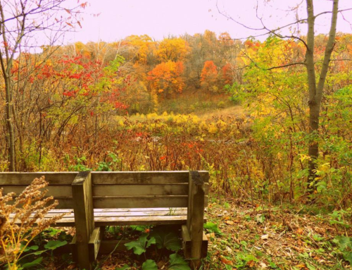 A wooden bench overlooks a vibrant autumn landscape with colorful trees and foliage.