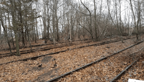 Abandoned railway tracks surrounded by bare trees and fallen leaves in a desolate, overgrown area.