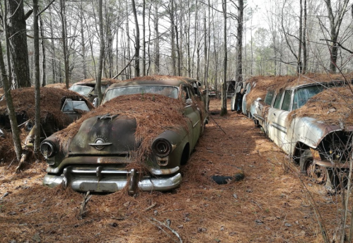 Abandoned vintage cars covered in pine needles, surrounded by trees in a forested area.