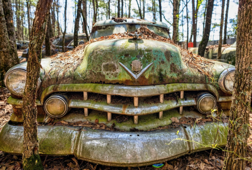 A weathered, moss-covered vintage car front, partially hidden among trees and foliage in a forest setting.