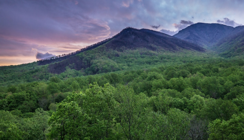 A lush green forest with rolling mountains under a colorful sunset sky.