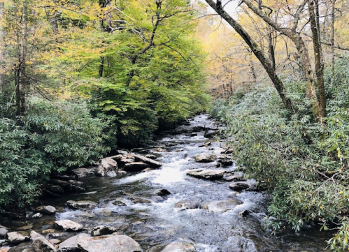 A serene river flows through a forest with vibrant green and yellow trees, surrounded by rocky banks.